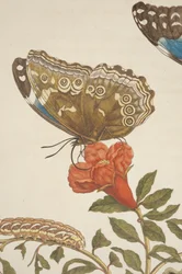 Détail de la planche IX de Metamorphosis Insectorum Surinamensium par Maria Sibylla Merian, 1705